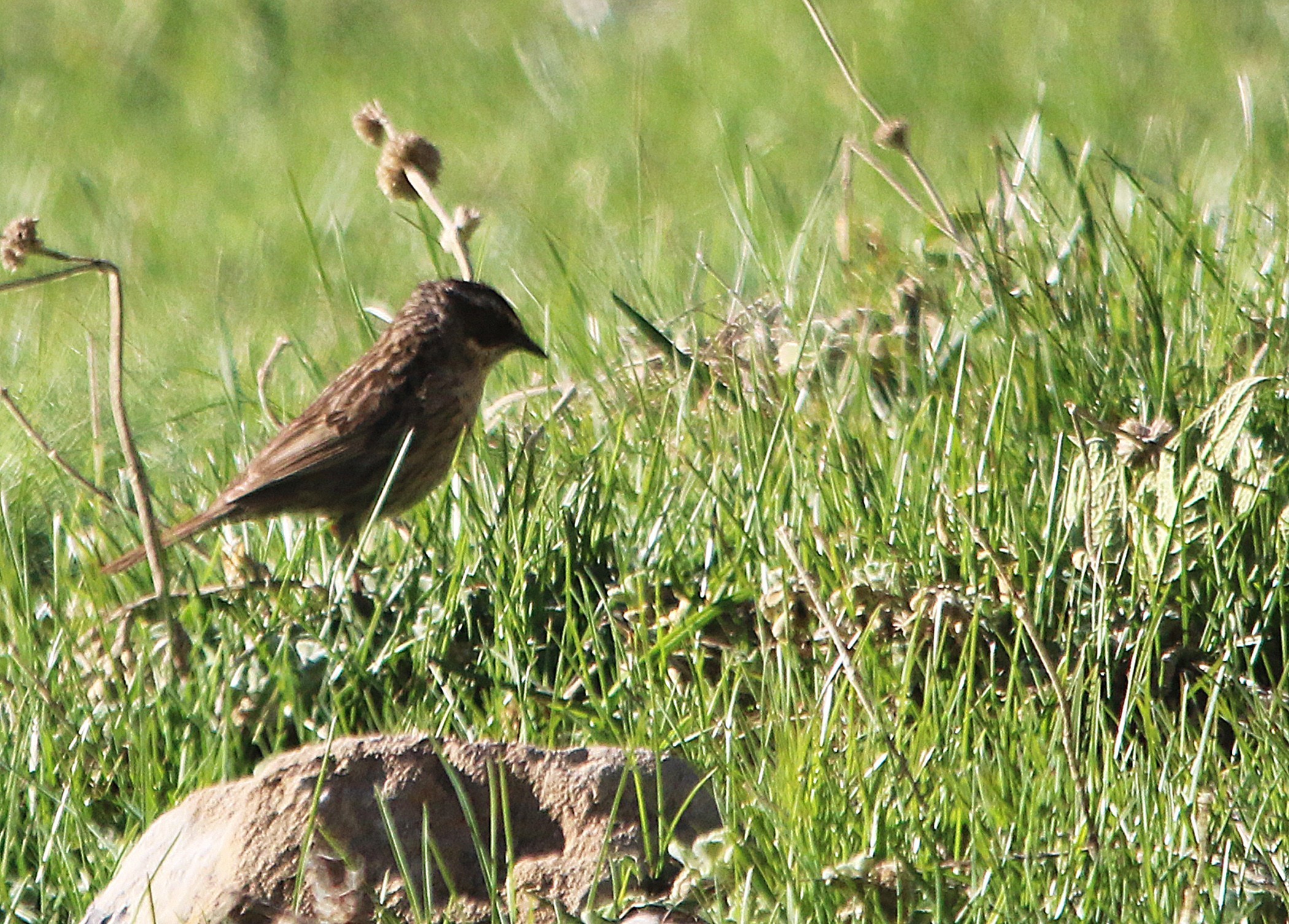 Radde's Accentor