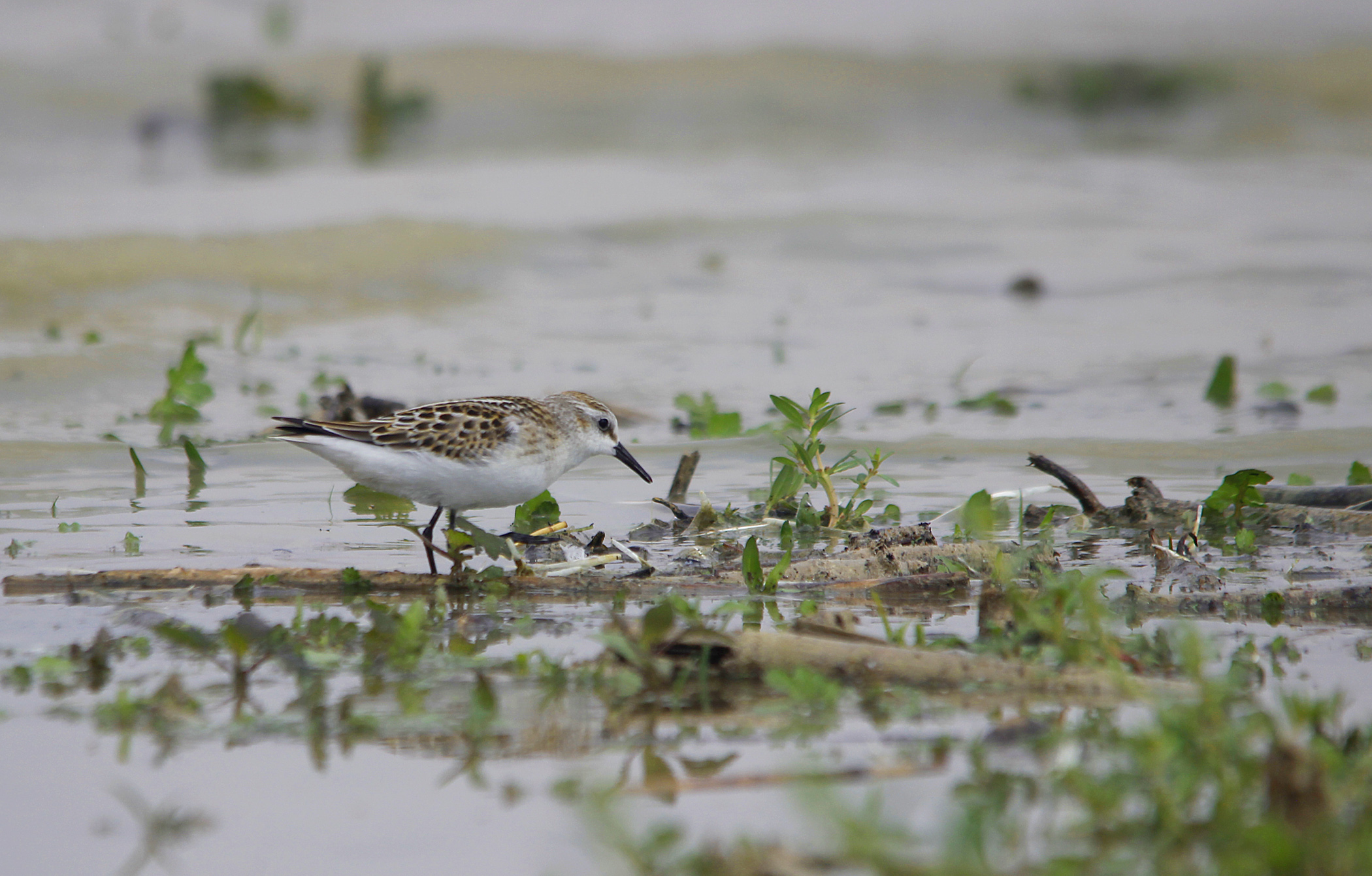 Sanderling
