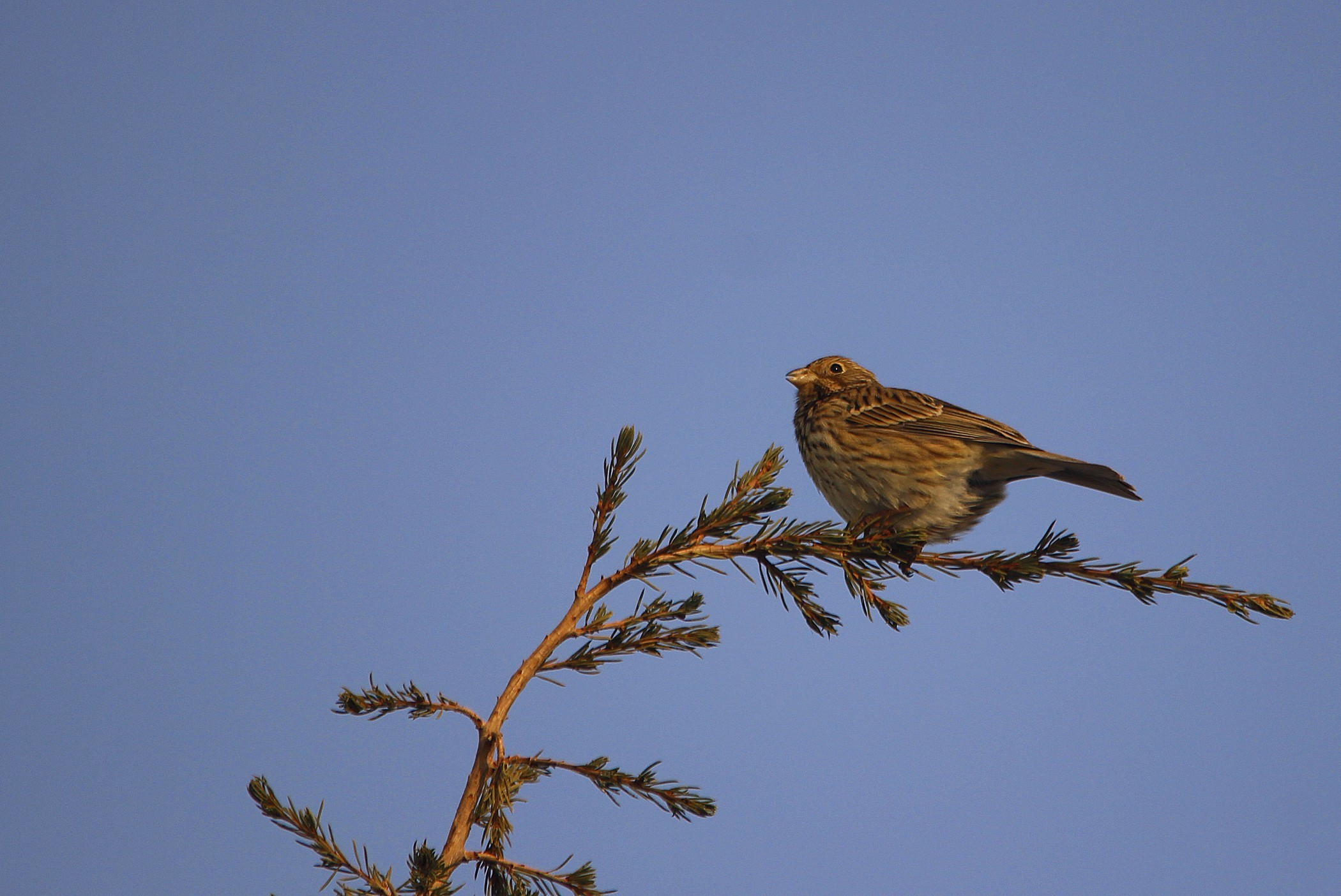 Corn Bunting