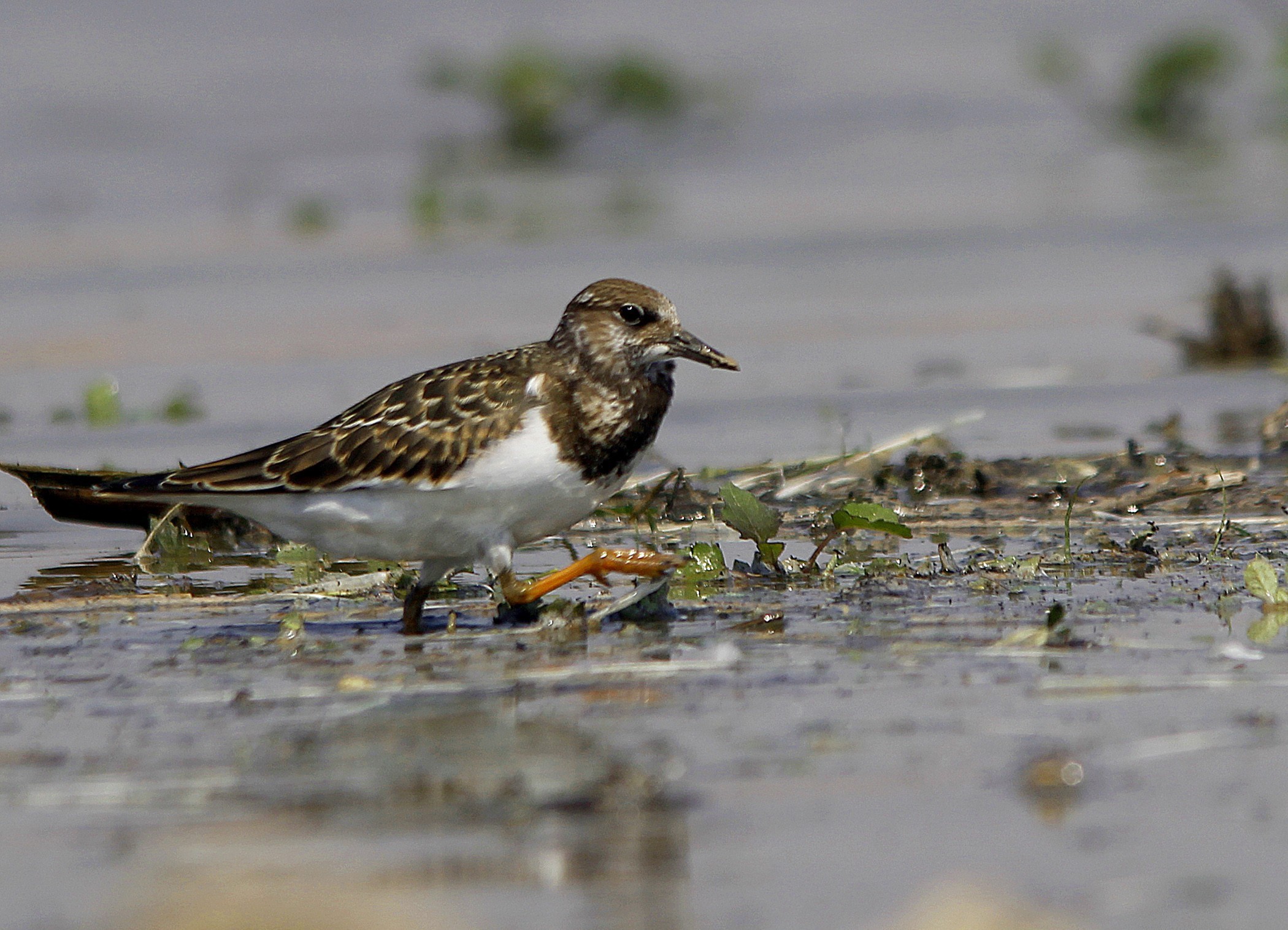 Ruddy Turnstone