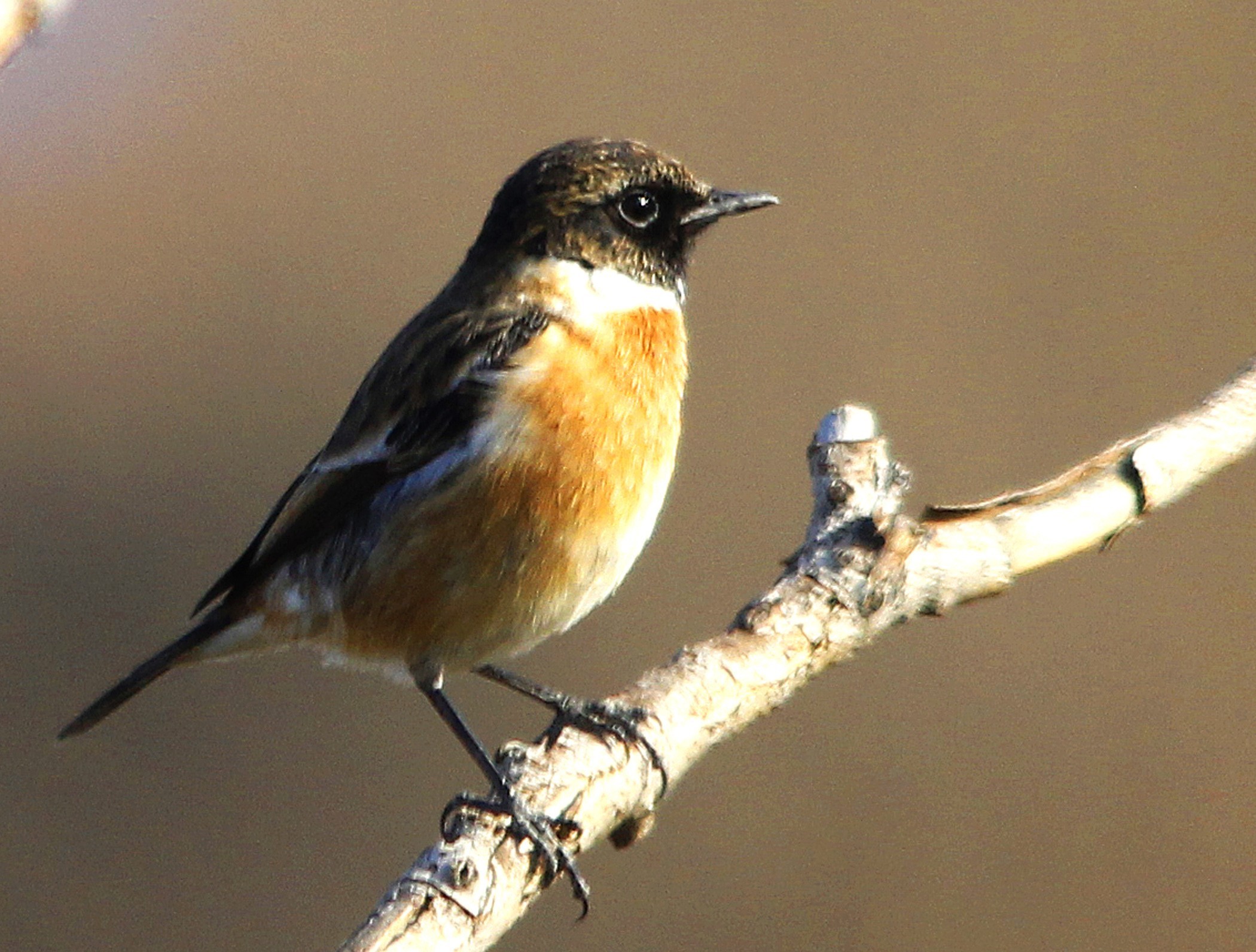Common Stonechat