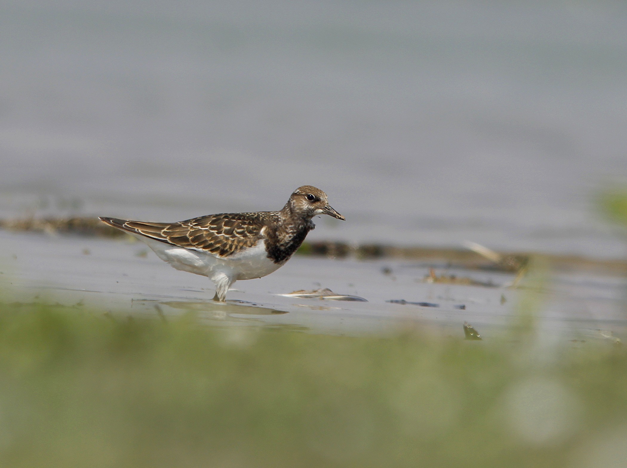 Ruddy Turnstone
