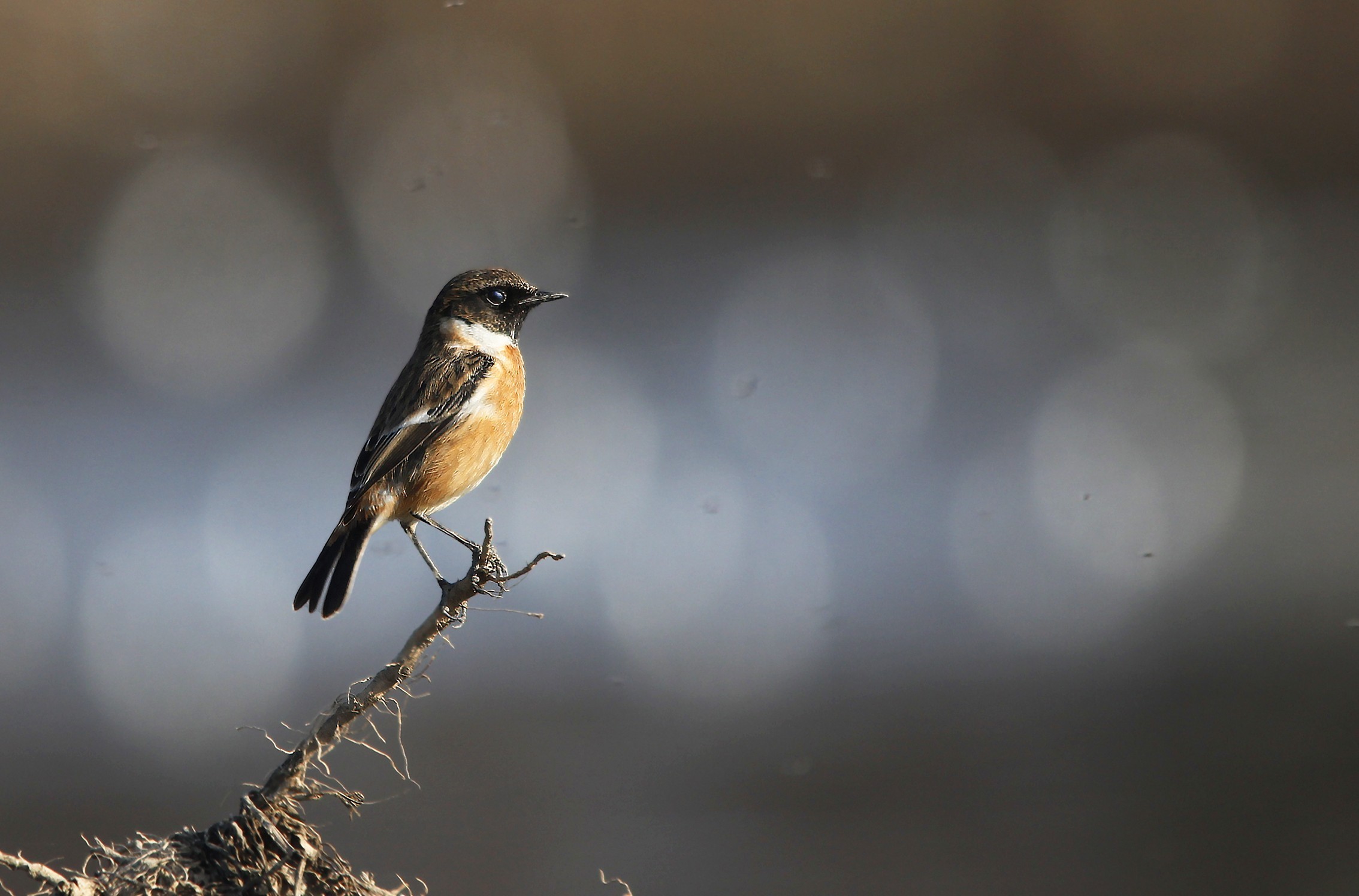 Siberian Stonechat
