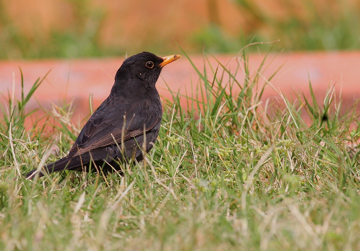 Eurasian Blackbird