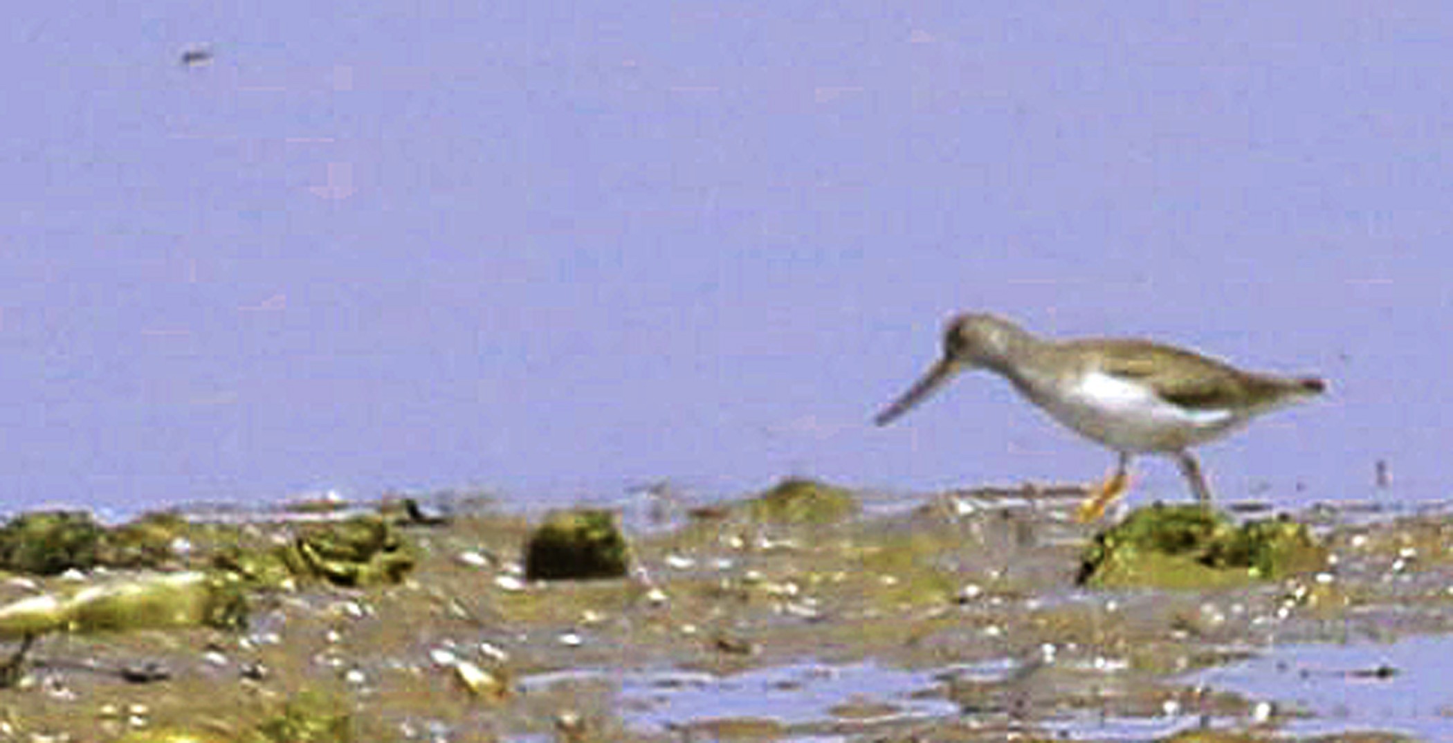 Terek Sandpiper