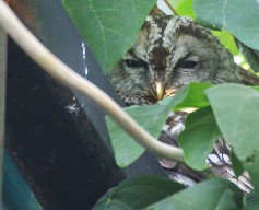 Tawny Owl