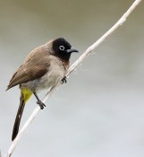Arapbülbülü