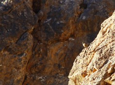 Alpine Accentor
