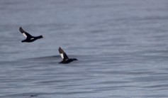 Velvet Scoter