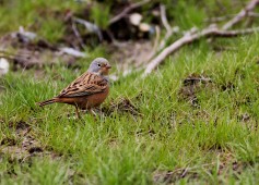 Red-headed Bunting