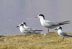 Little Tern