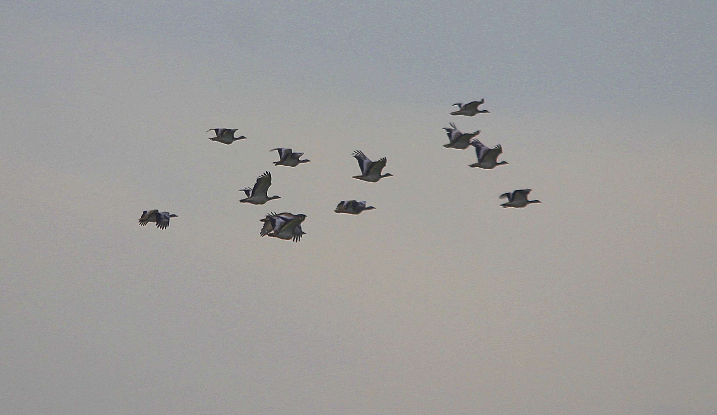 Great Bustard