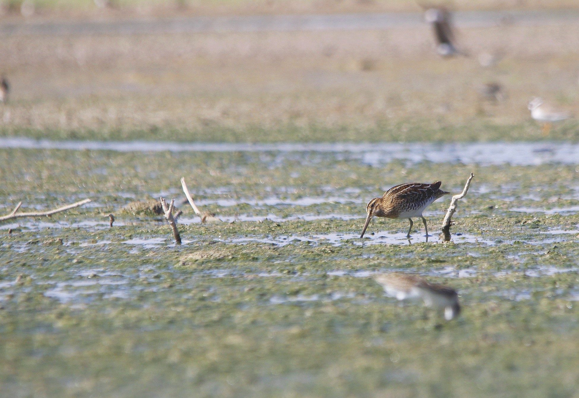 Jack Snipe