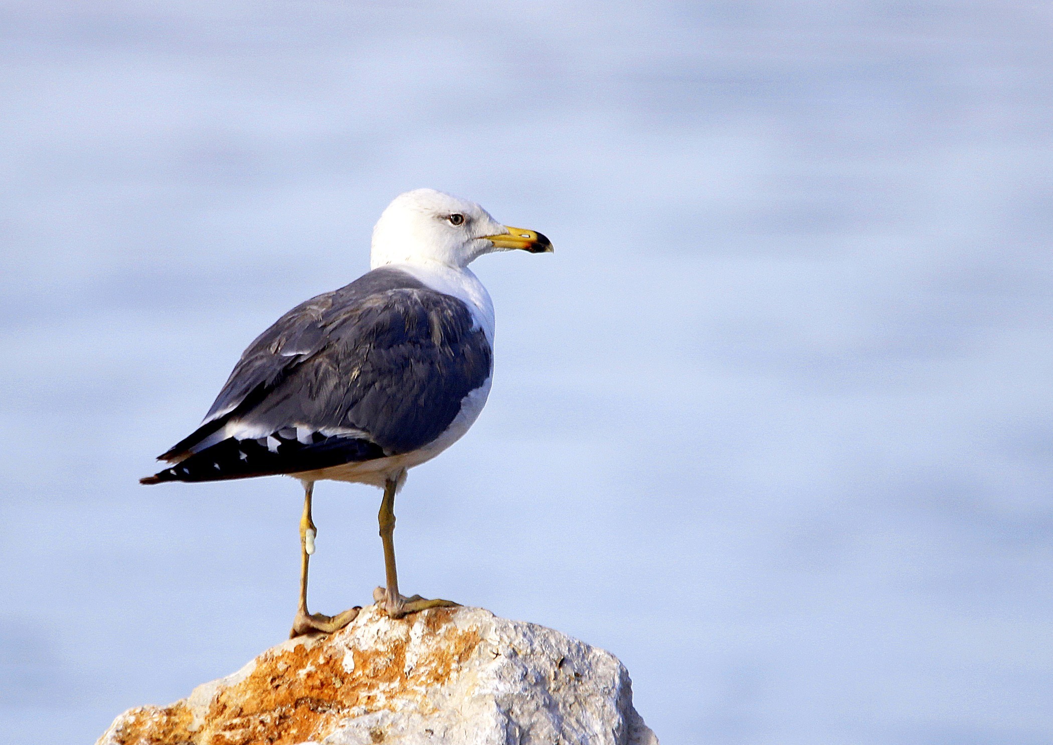 Armenian Gull