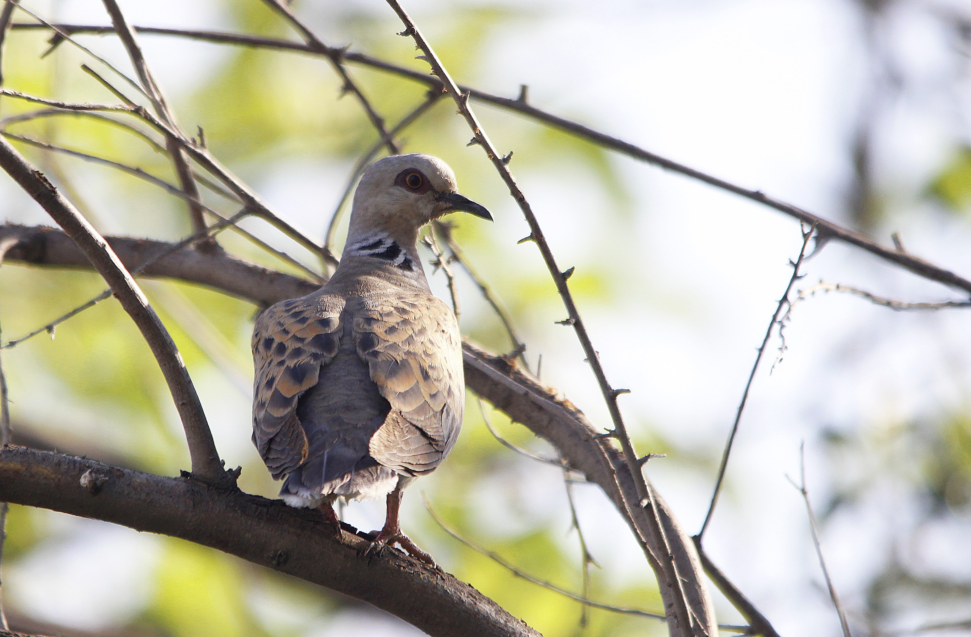 European Turtle-Dove