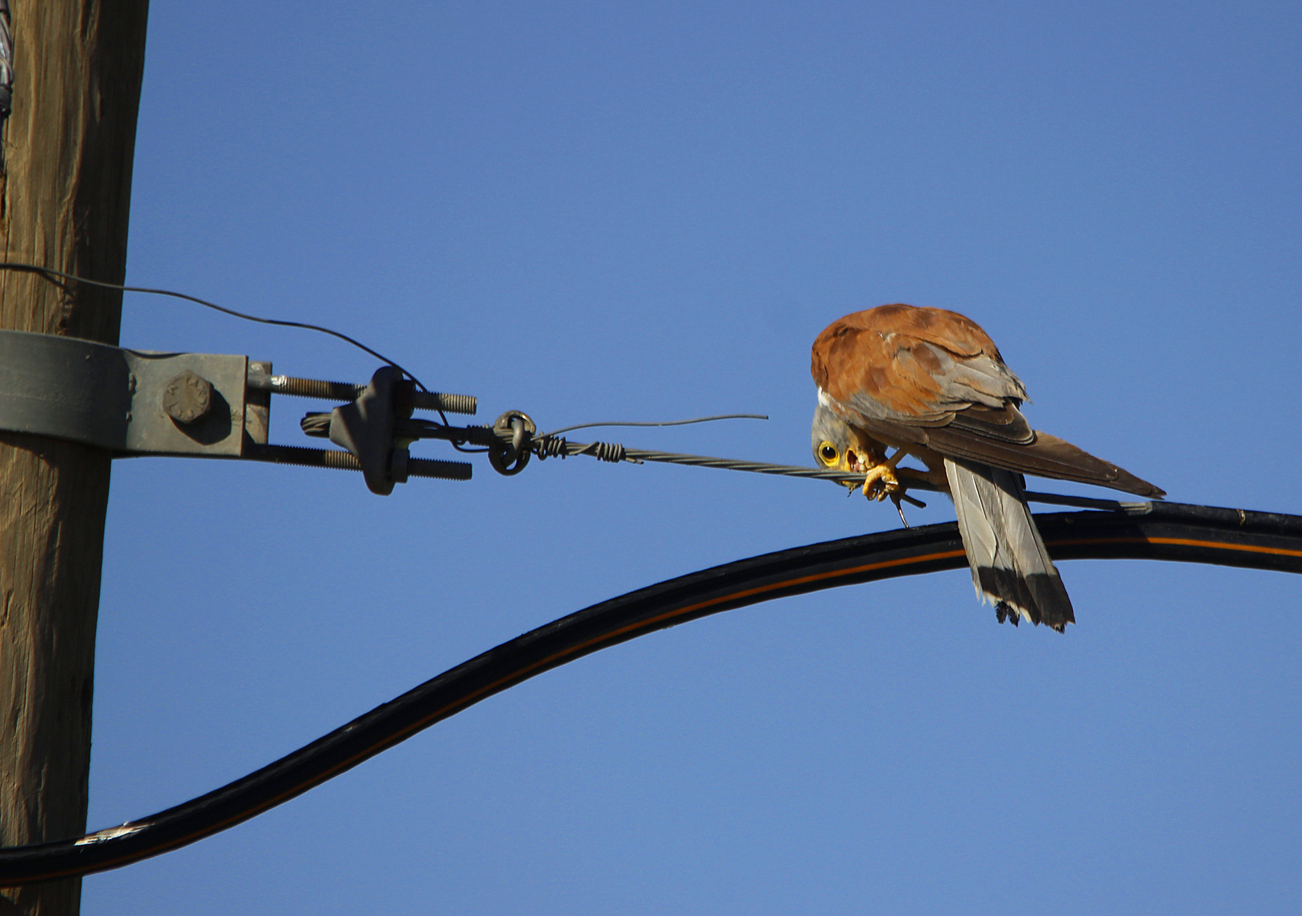 Lesser Kestrel