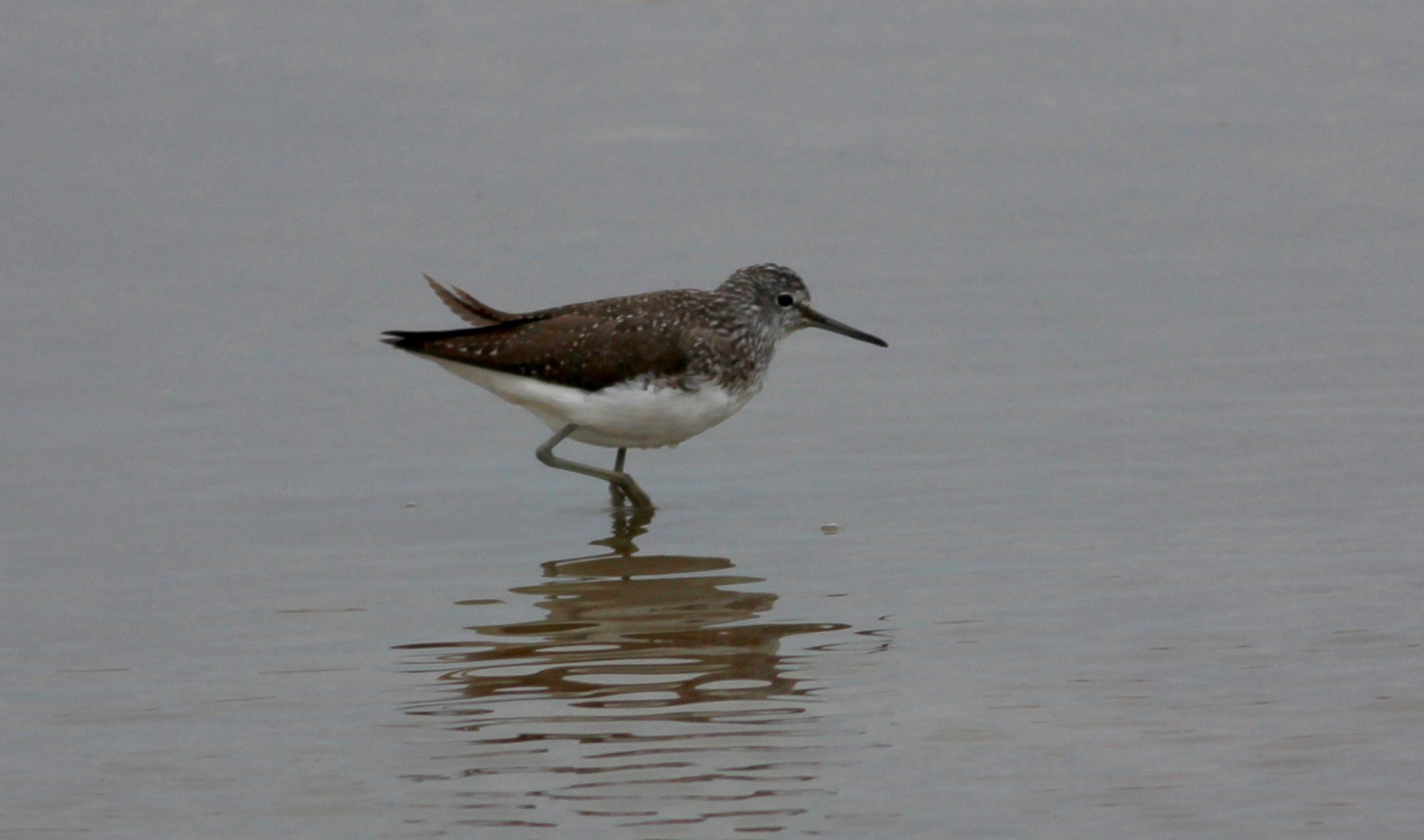 Green Sandpiper