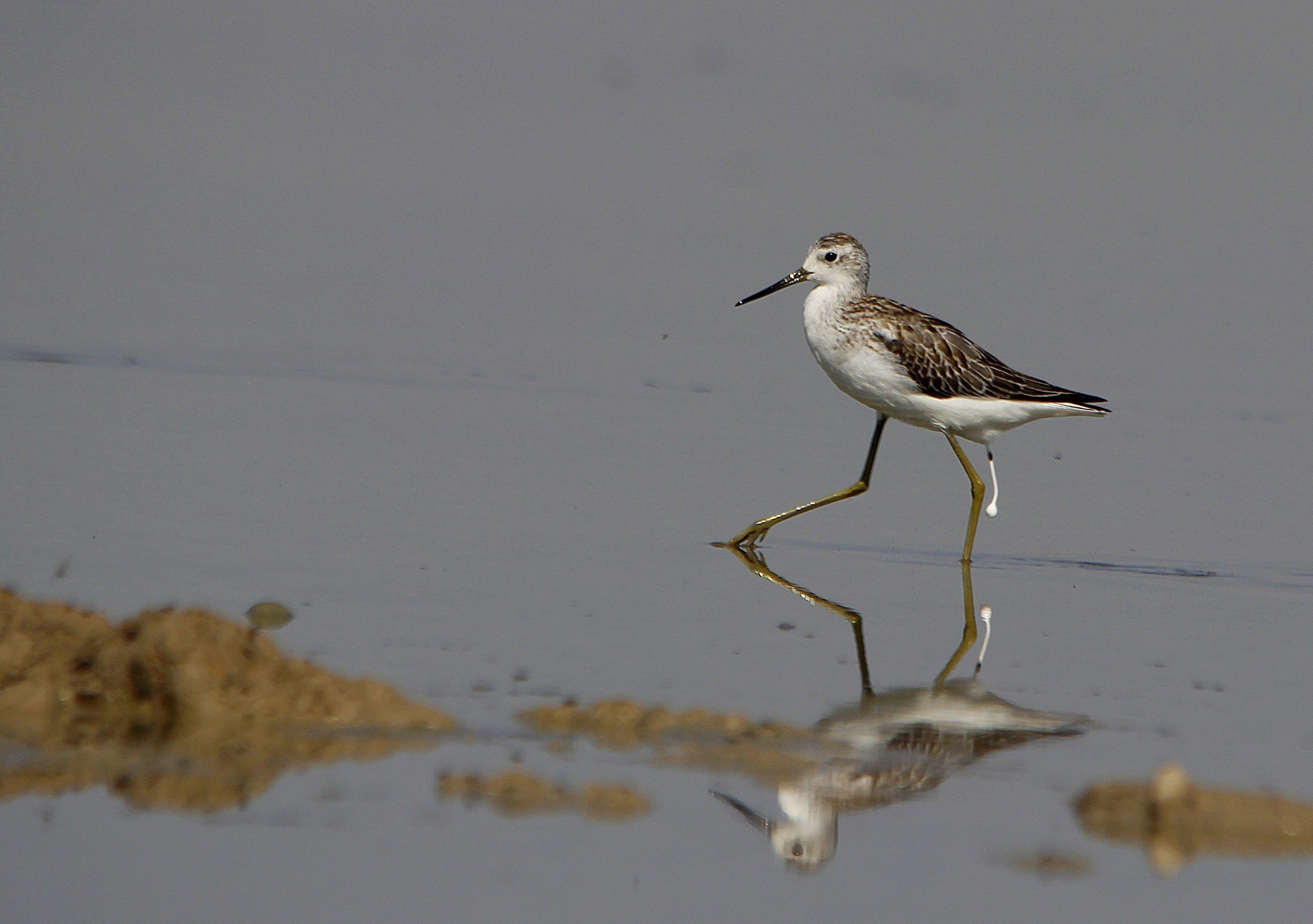 Common Greenshank