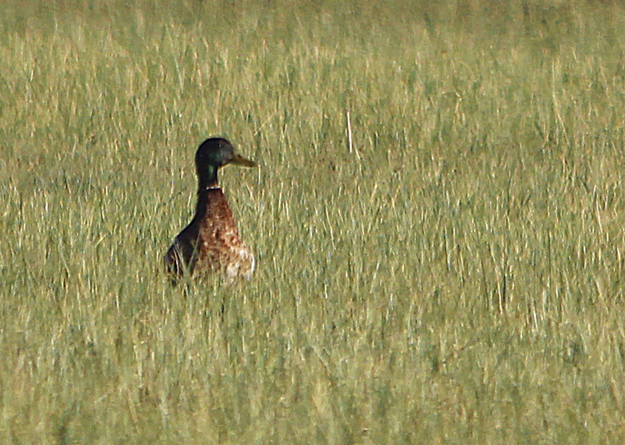 Mallard