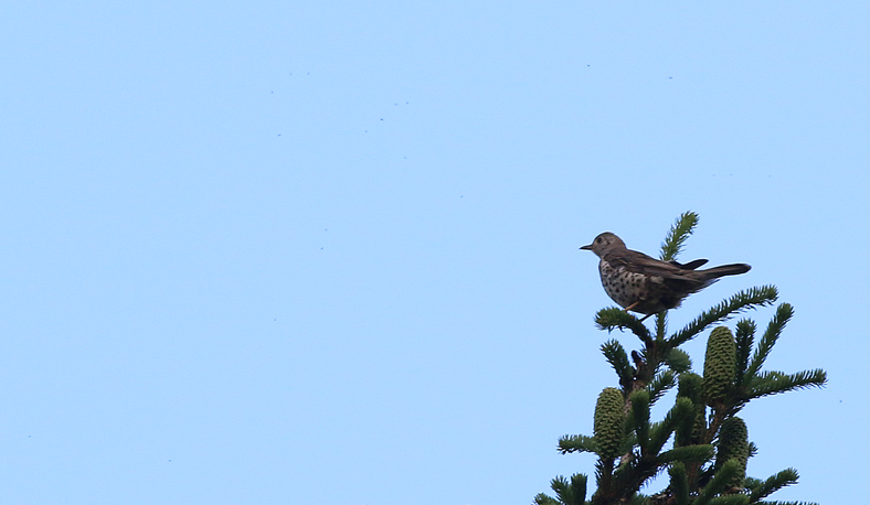 Mistle Thrush