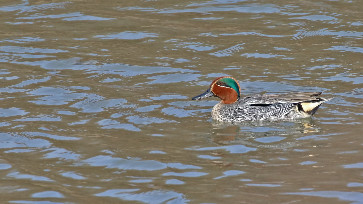 Green-winged Teal