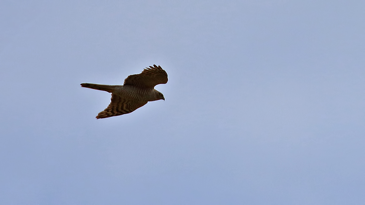 Eurasian Sparrowhawk