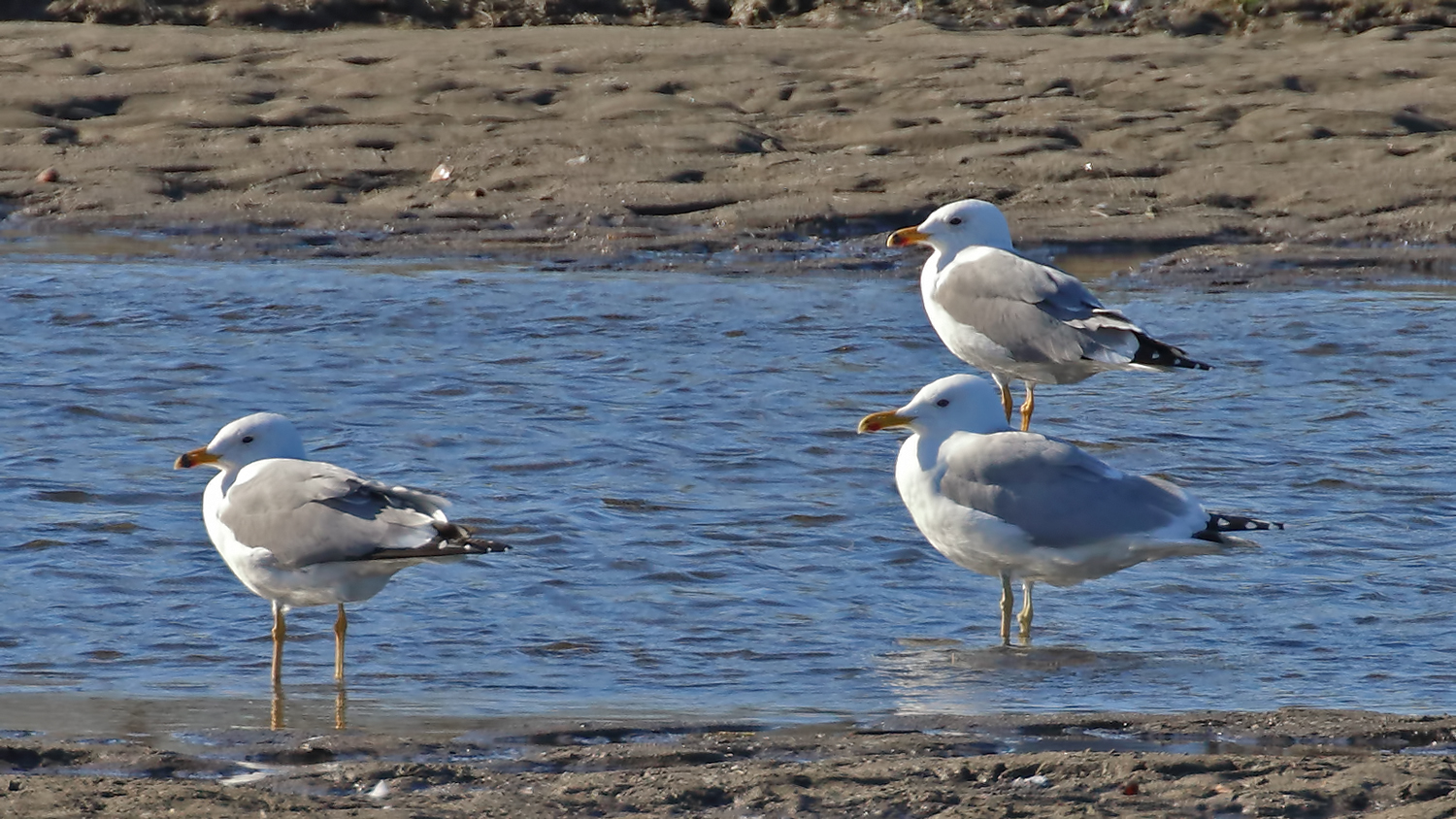 Caspian Gull