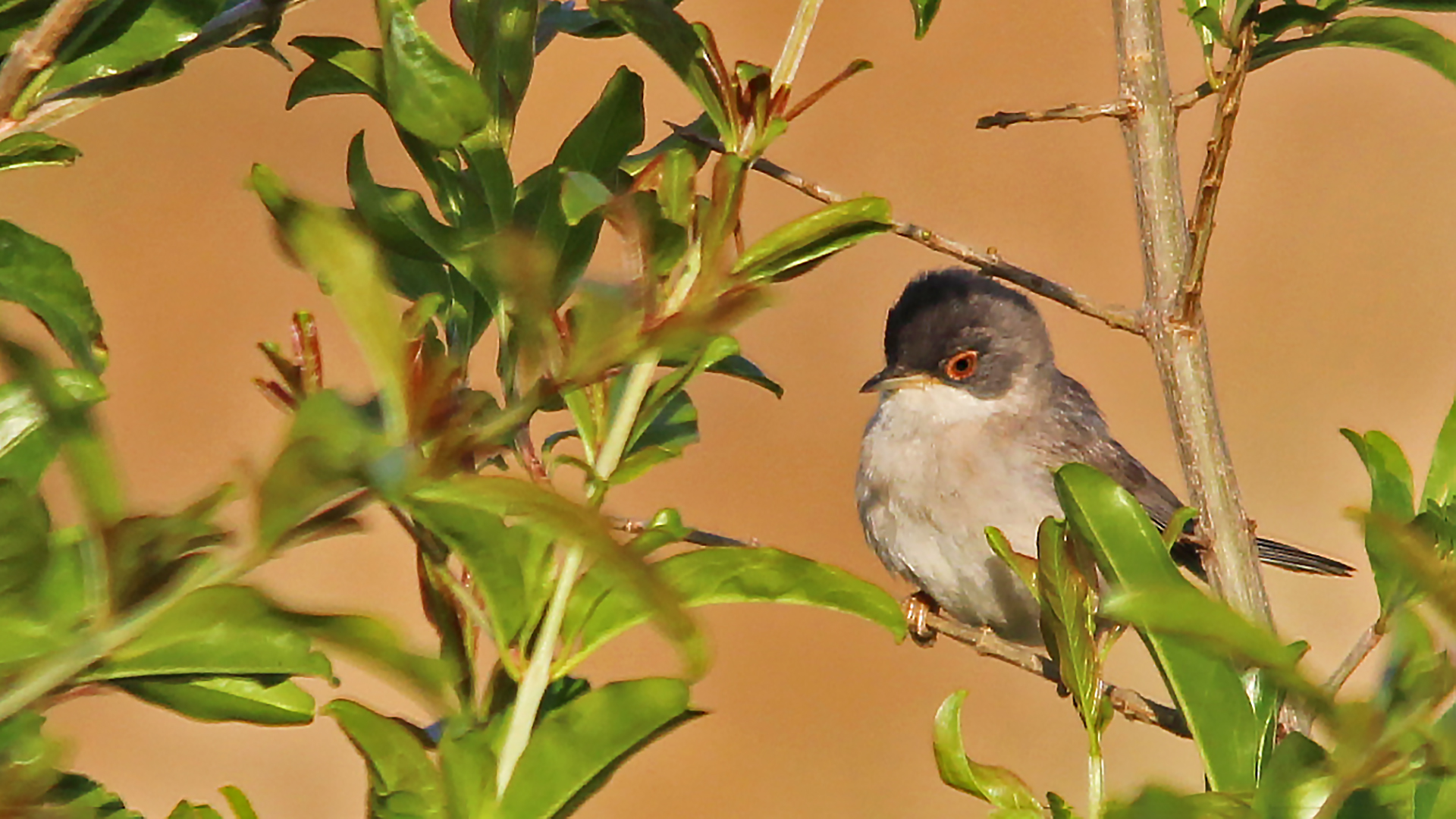 Menetries's Warbler