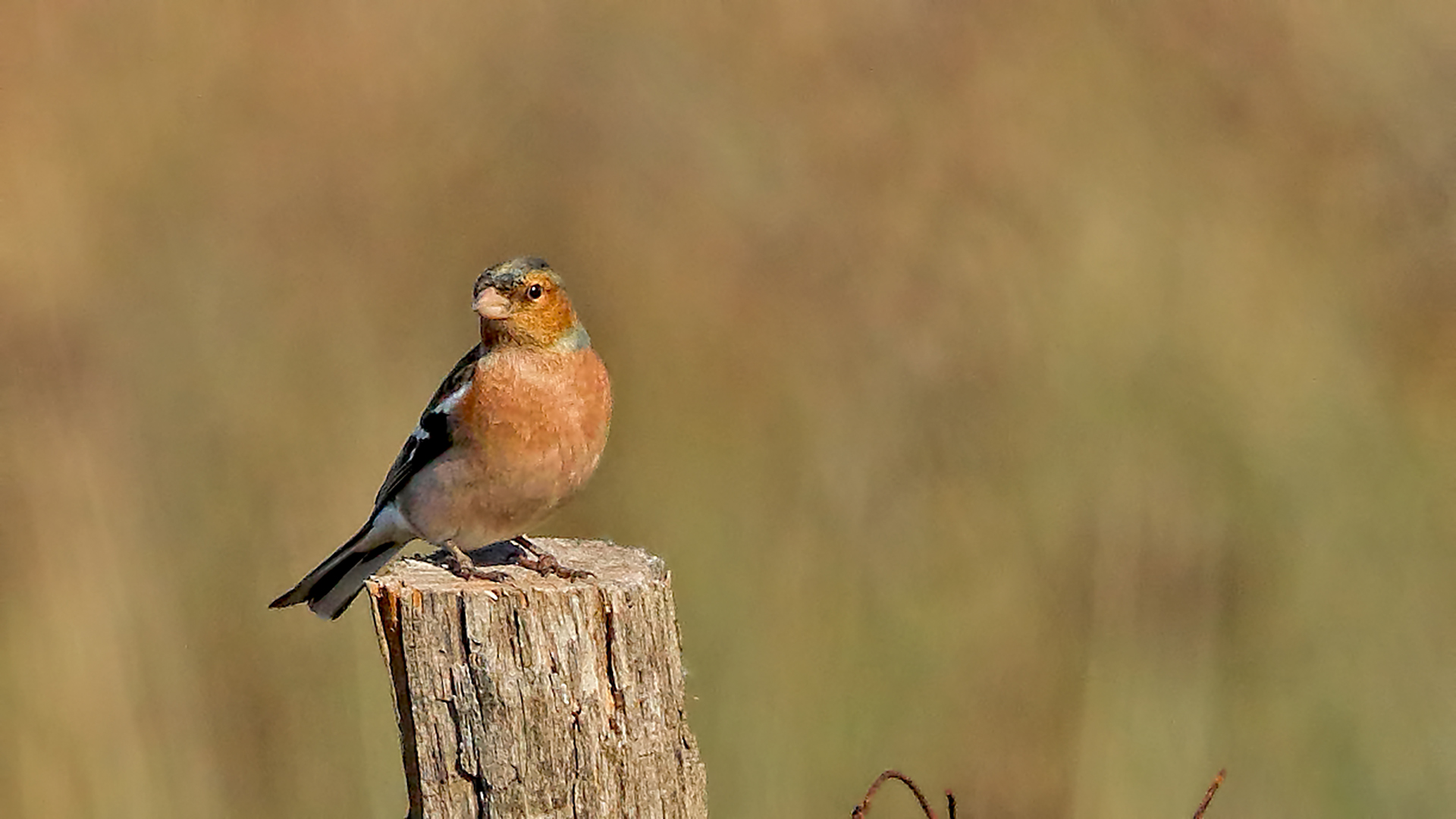 Common Chaffinch