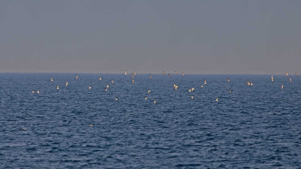 Yelkouan Shearwater