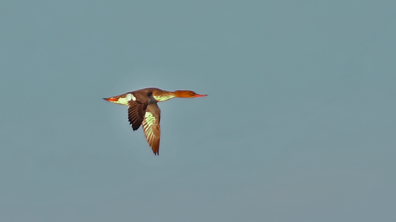 Red-breasted Merganser — Ana fotoğraf