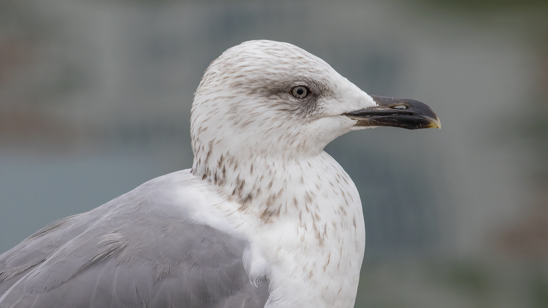 Caspian Gull