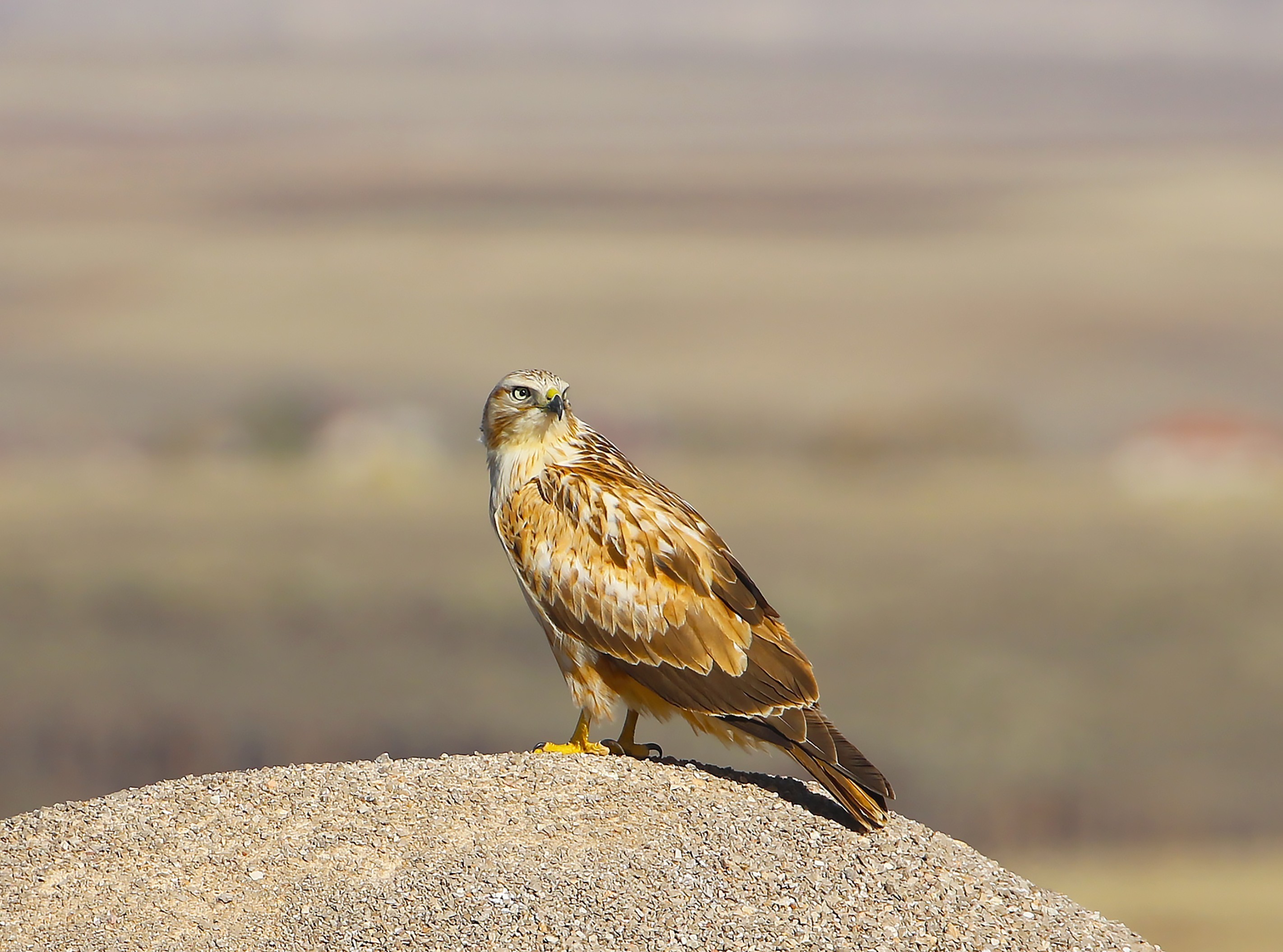 Long-legged Buzzard