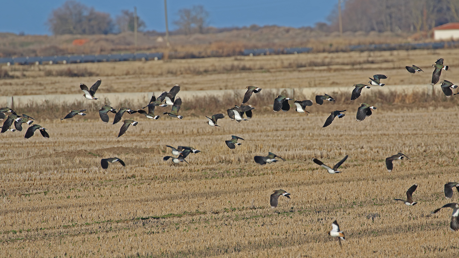 Northern Lapwing