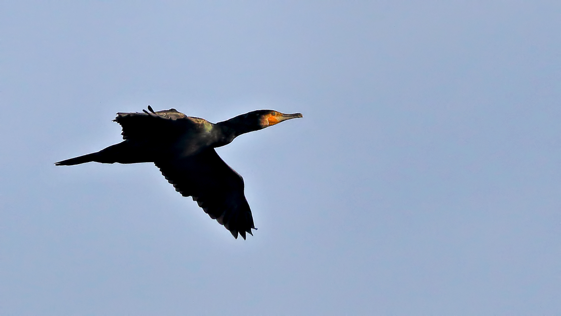 Great Cormorant