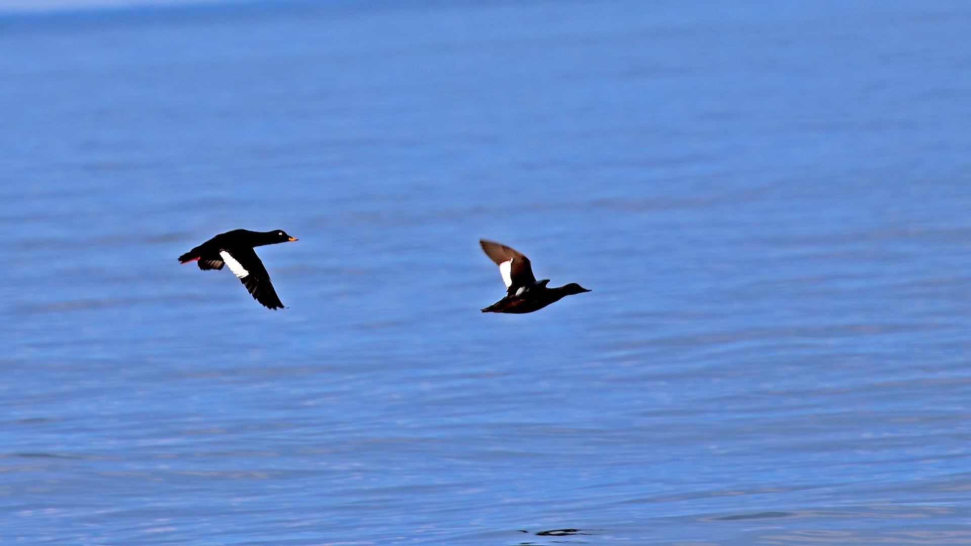 Velvet Scoter