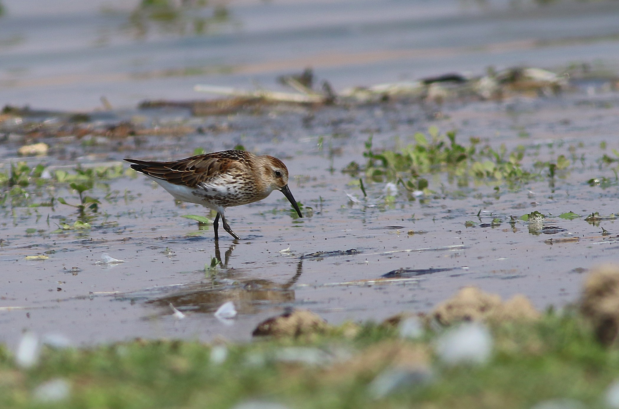 Dunlin