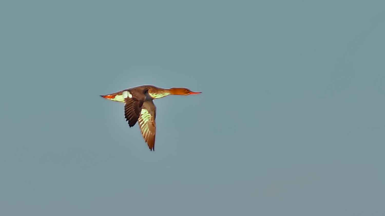 Red-breasted Merganser