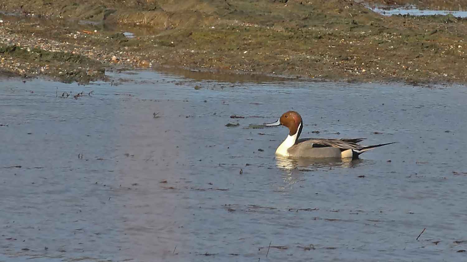 Northern Pintail