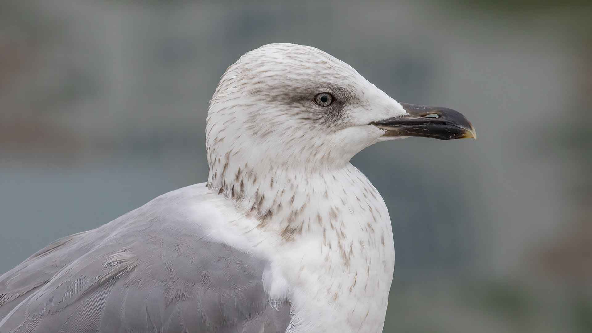 Caspian Gull