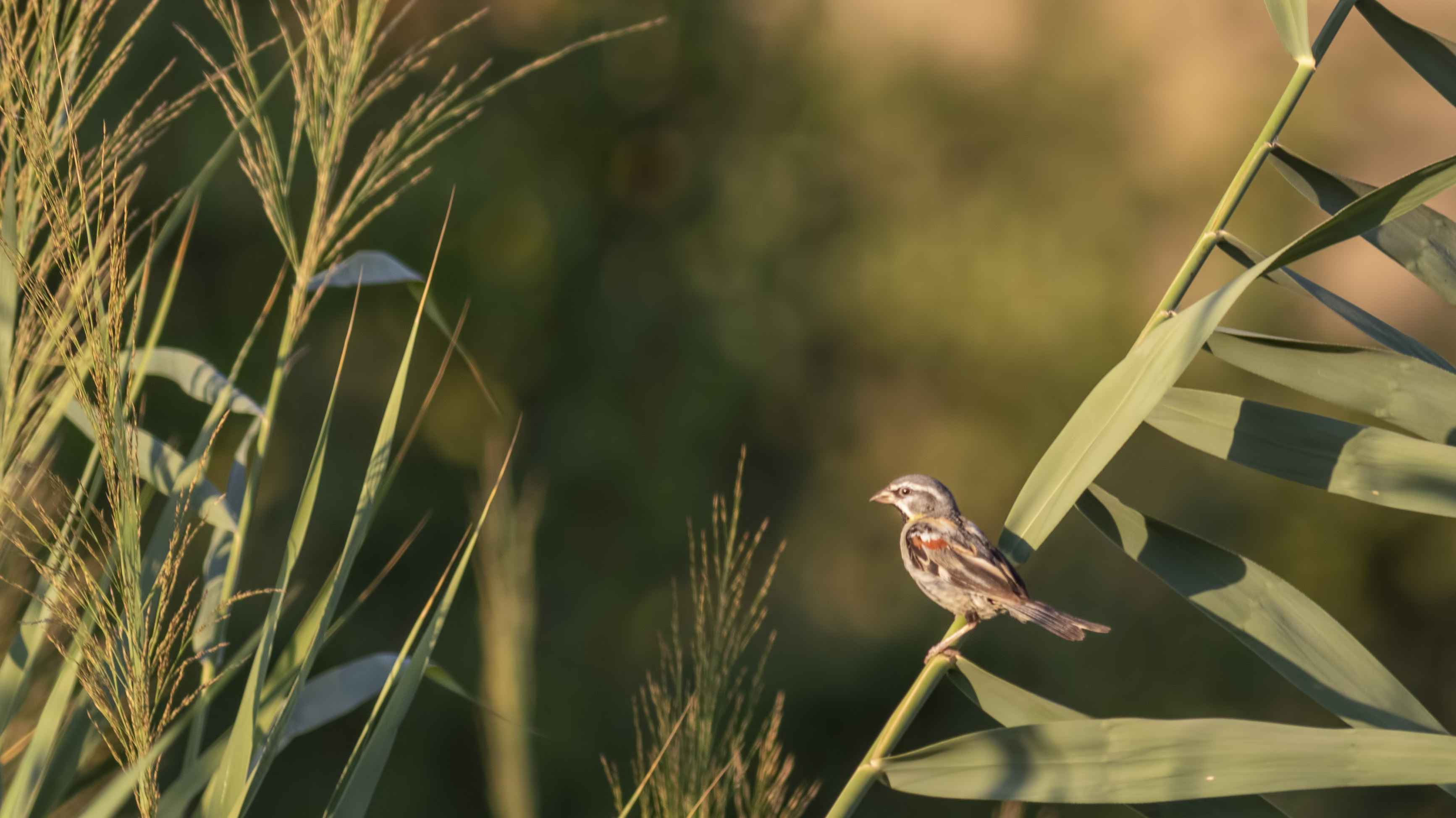 Dead Sea Sparrow