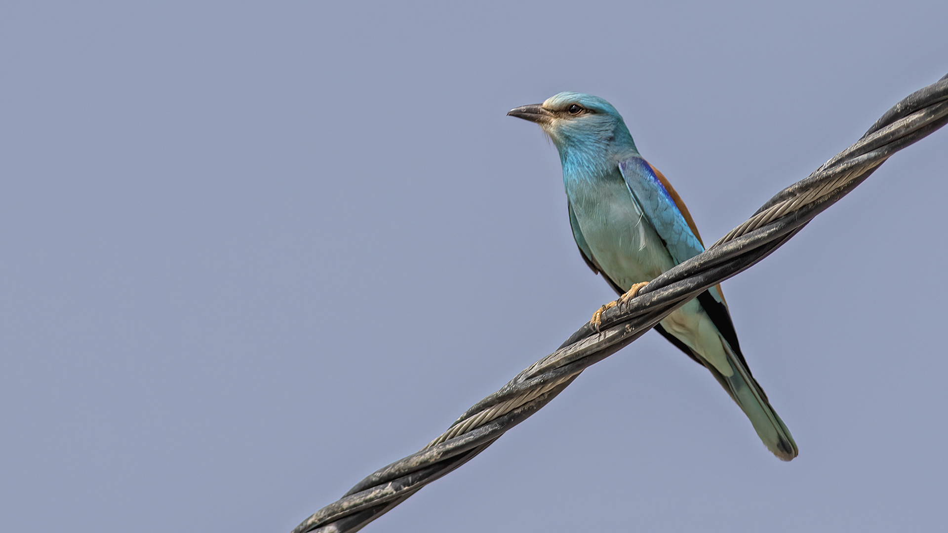 European Roller