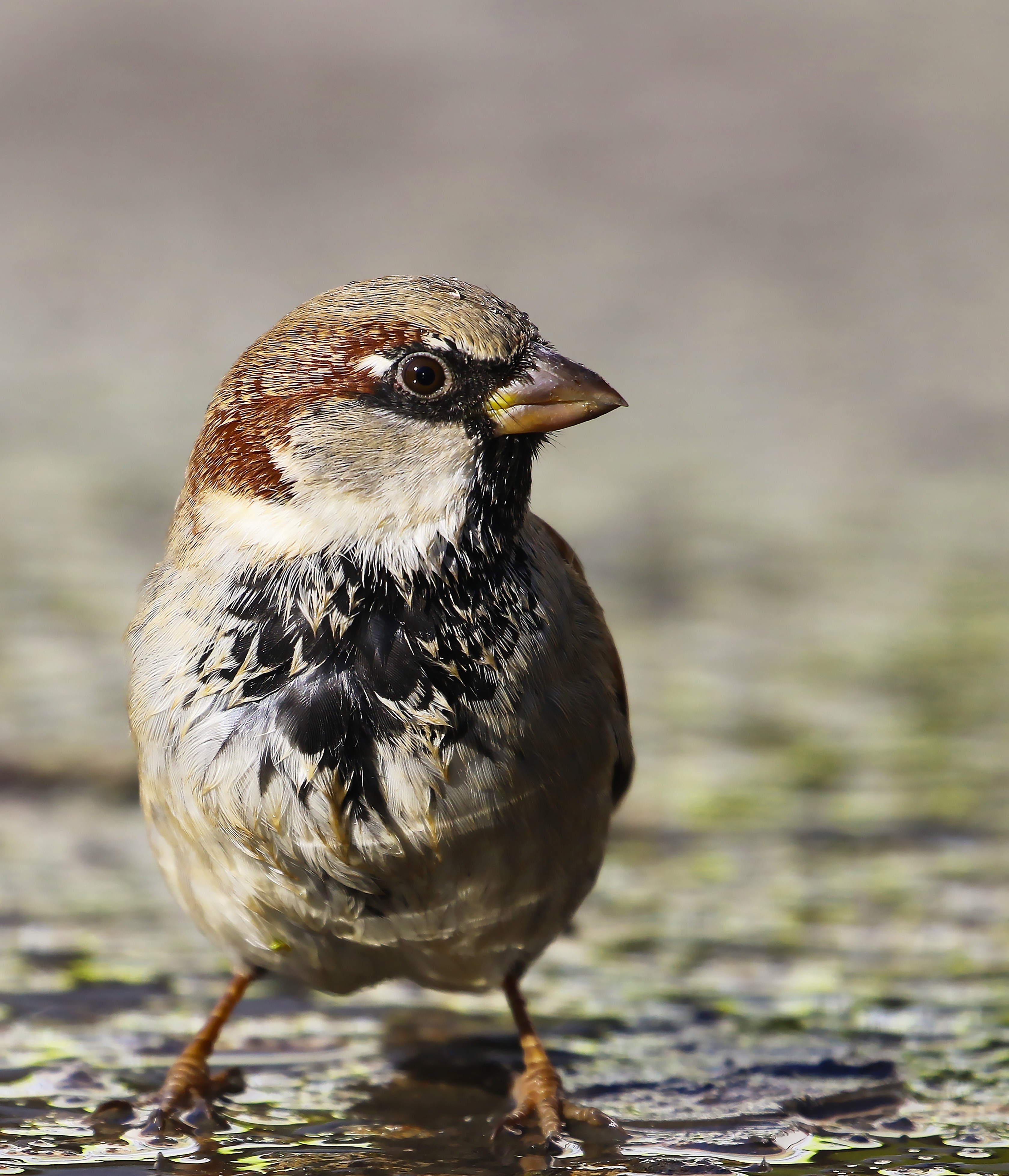 House Sparrow