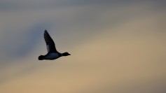 Common Goldeneye