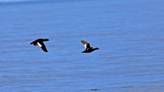 Velvet Scoter