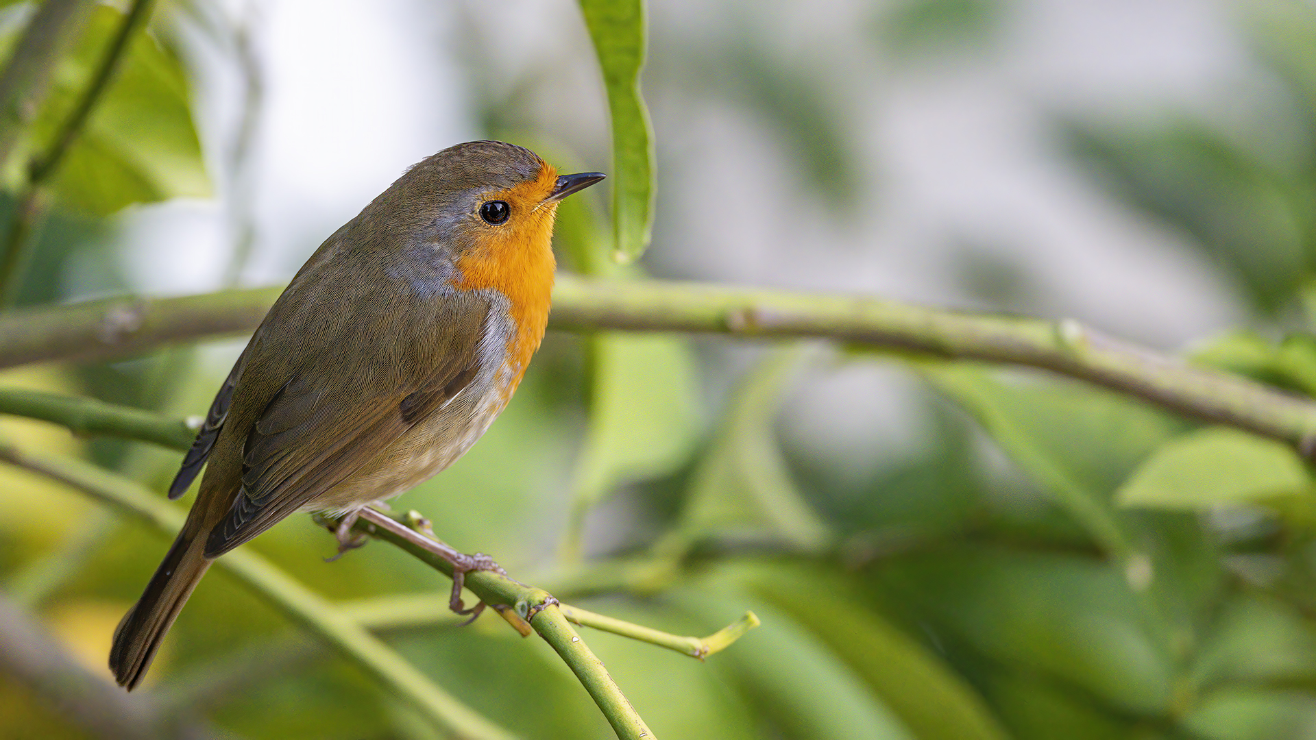 European Robin