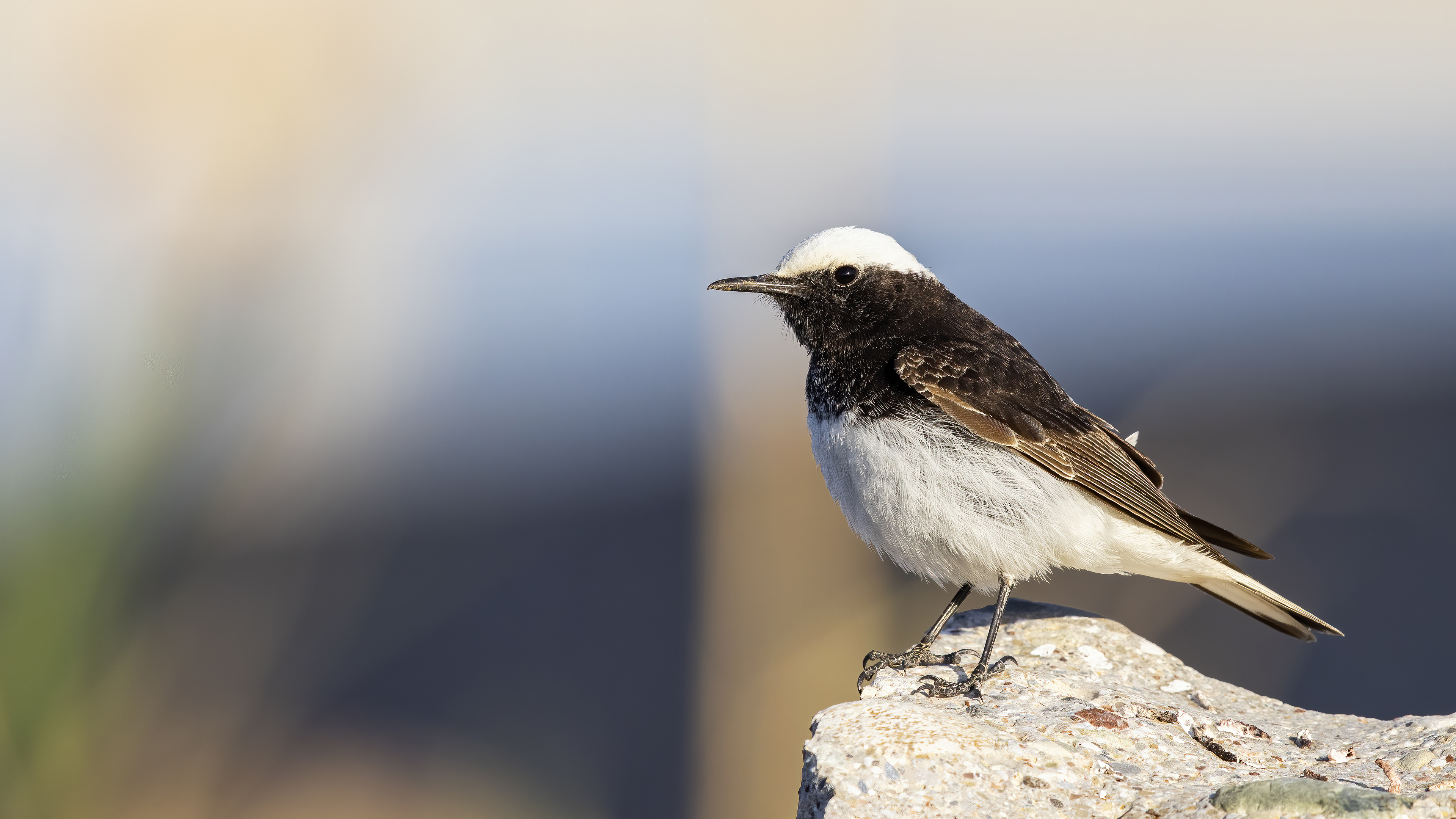 Hooded Wheatear