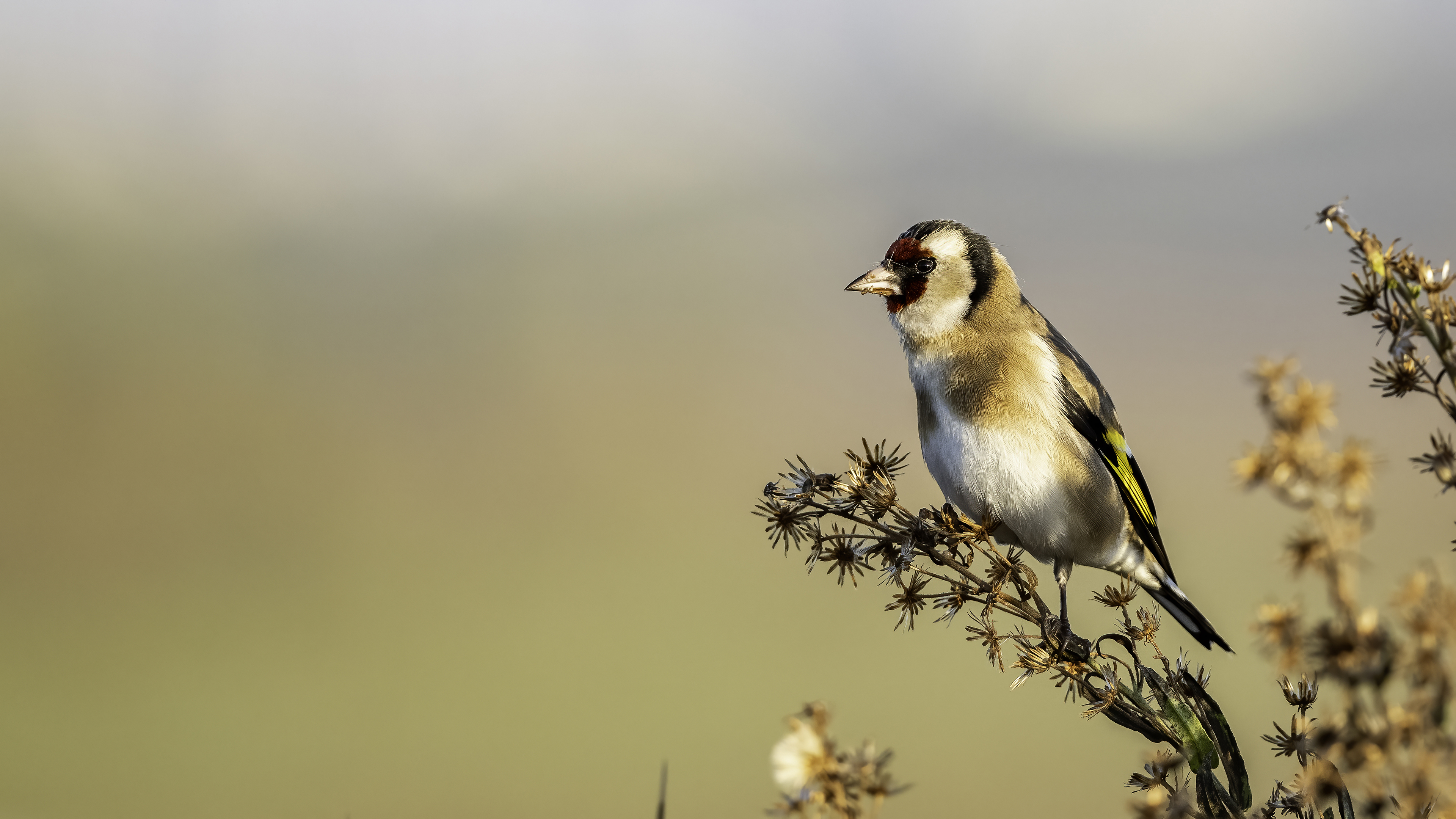 European Goldfinch