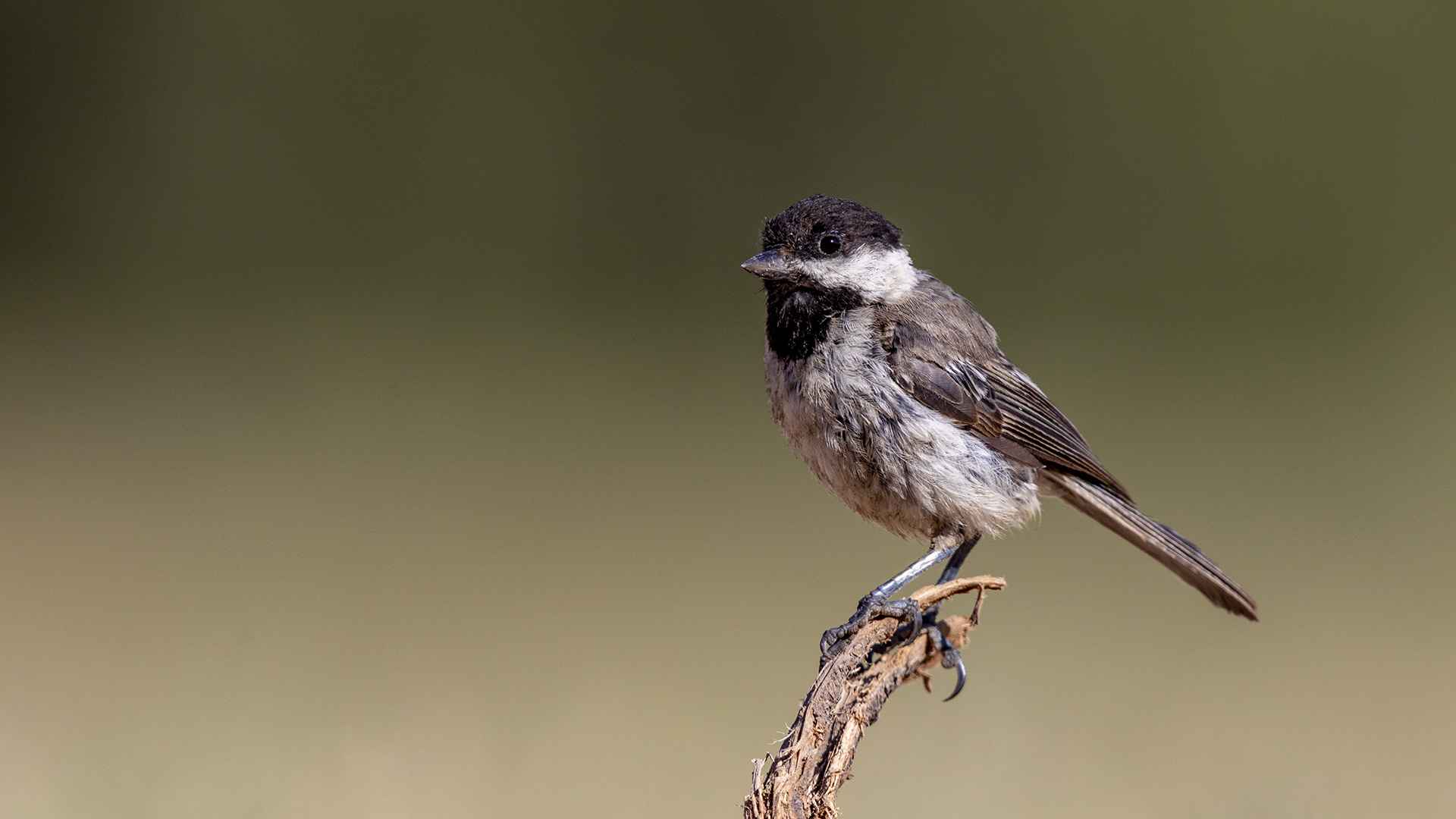Coal Tit