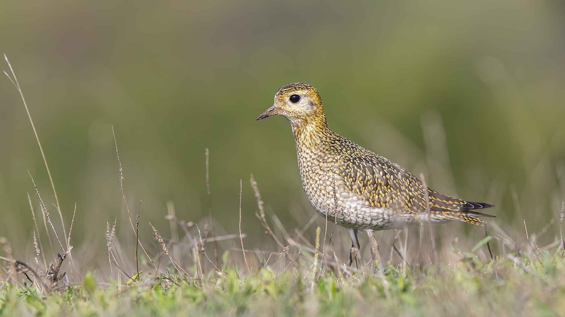 European Golden-Plover